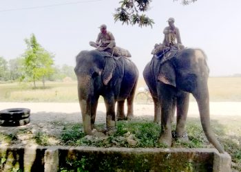 नेपालबाट भारततर्फ तस्करी गर्न लागिएको २ वटा हात्ती पर्सा प्रहरीको नियन्त्रणमा