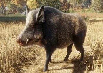 जङ्गली सुँगुरले किसान हैरान