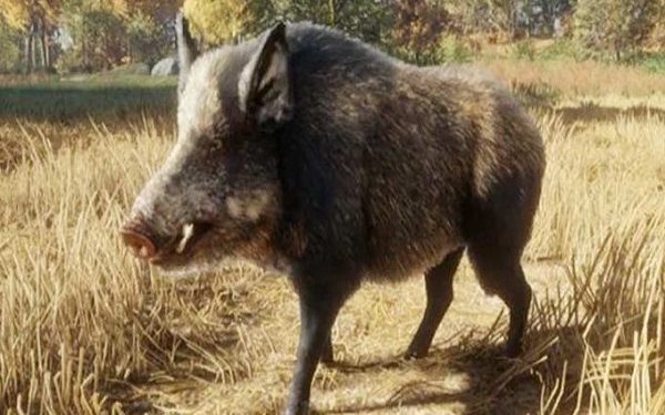 जङ्गली सुँगुरले किसान हैरान