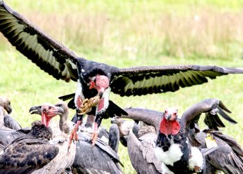 बन्द गरिँदै गिद्ध प्रजनन् केन्द्र