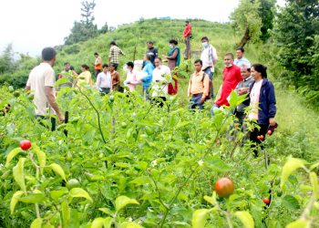आम्दानीको स्रोत बन्दै अकबरे खुर्सानी