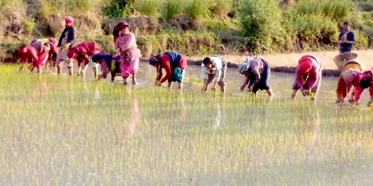 कालीमार्सी धान रोप्दै