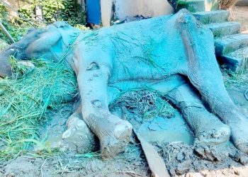 २० वर्ष पर्यटक बोकेपछि बेवारिसे भएको काजलकली मृत्यु कुर्दै
