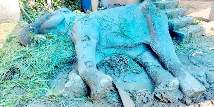 २० वर्ष पर्यटक बोकेपछि बेवारिसे भएको काजलकली मृत्यु कुर्दै