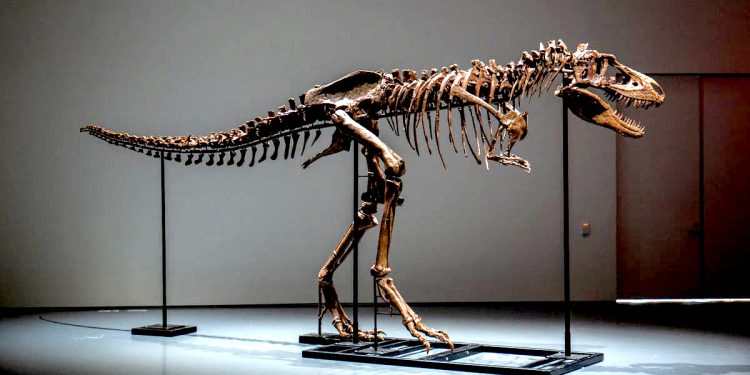 ७ करोड ६० लाख वर्ष पुरानो डाइनोसरको अस्थिपञ्जर लिलामीमा