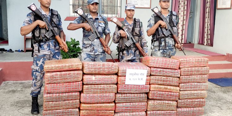 ठूलो परिमाणमा लागुऔषध गाँजा बरामद