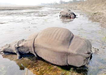 चितवन राष्ट्रिय निकुञ्जमा तस्करले मारे दुईवटा गैंडा, ६ महिनामा १० वटा एक सिंगे गैंडा मरे
