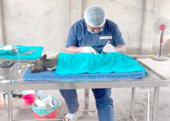 वीरगंजमा छाडा कुकुरको बन्ध्याकरण सुरु