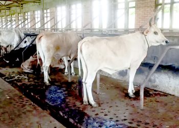 सुवर्णपुरमा मुलुककै सबैभन्दा ठूलो गाई फार्म, मासिक २५ हजार लिटर दुध उत्पादन