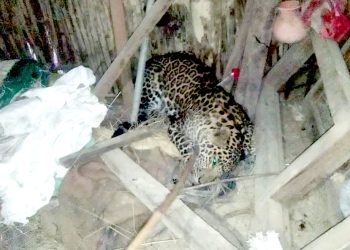 जंगलबाट मानव बस्ती प्रवेश गरेका चितुवा डाटगन टोलीको नियन्त्रणमा