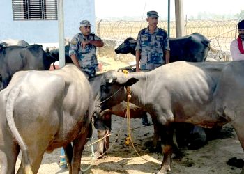सशस्त्र प्रहरीद्वारा रु २४ लाख बराबरकाे पशुचाैपाया पक्राउ