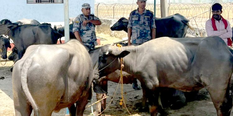 सशस्त्र प्रहरीद्वारा रु २४ लाख बराबरकाे पशुचाैपाया पक्राउ