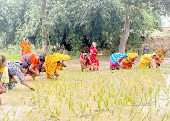 मधेस प्रदेशमा ९.५२ प्रतिशत मात्र धान रोपाइँ, आकाशे पानीको प्रतीक्षामा किसान