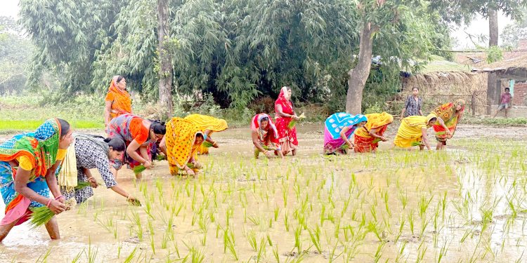 मधेस प्रदेशमा ९.५२ प्रतिशत मात्र धान रोपाइँ, आकाशे पानीको प्रतीक्षामा किसान
