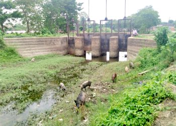 सुक्खा नहर, आकाशे पानीे पर्खदै किसान, पर्सामा ७.५३ प्रतिशत मात्रै धान रोपाई