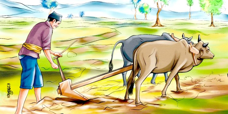 किसानलाई बीउ र जनशक्तिको पिरलो
