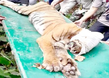 ठोरीमा आतंक मच्चाएकाे पाटे बाघ नियन्त्रणमा