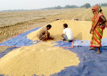 बारामा धान उत्पादन बढ्यो
