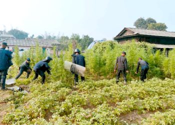 अवैध रुपमा ३० कठ्ठामा लगाइएको गाँजा खेती नष्ट
