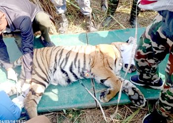 एक महिनादेखि मानव बस्तीमा आतंक मच्चाउँदै आएको भाले पाटे बाघ निकुञ्जको नियन्त्रणमा