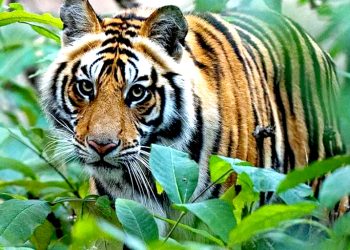 स्थानीयमा जङ्गली जनावरको त्रास, दुई महिनामा दुई दर्जनबढि व्यक्ति घाइते, तीन दर्जनबढि चौपाया मरे