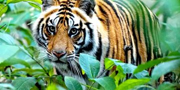स्थानीयमा जङ्गली जनावरको त्रास, दुई महिनामा दुई दर्जनबढि व्यक्ति घाइते, तीन दर्जनबढि चौपाया मरे