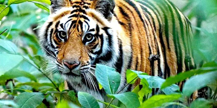 स्थानीयमा जङ्गली जनावरको त्रास, दुई महिनामा दुई दर्जनबढि व्यक्ति घाइते, तीन दर्जनबढि चौपाया मरे