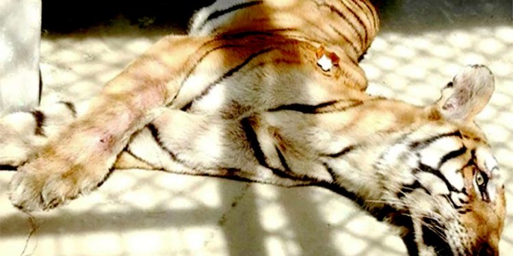 उद्दार गरि पर्सा राष्ट्रिय निकुञ्जको खोरमा राखिएको तीन वटा बाघको मृत्यु