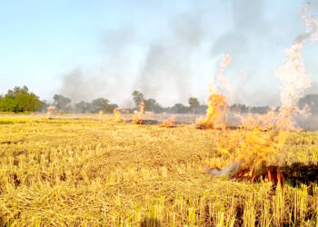 धान कटानी सकिँदै, पर्साका किसान अब गहुँ रोपाइँ तयारीमा व्यस्त