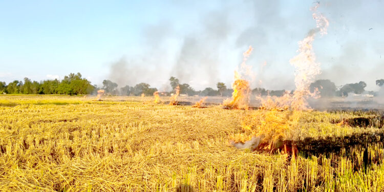 धान कटानी सकिँदै, पर्साका किसान अब गहुँ रोपाइँ तयारीमा व्यस्त