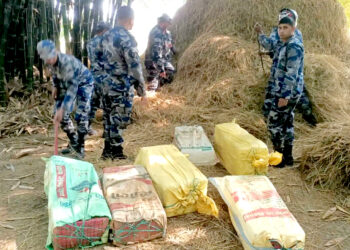 बटसौरामा सशस्त्र प्रहरीको विशेष अपरेशन: २ क्विन्टलभन्दा बढी गाँजा फेला