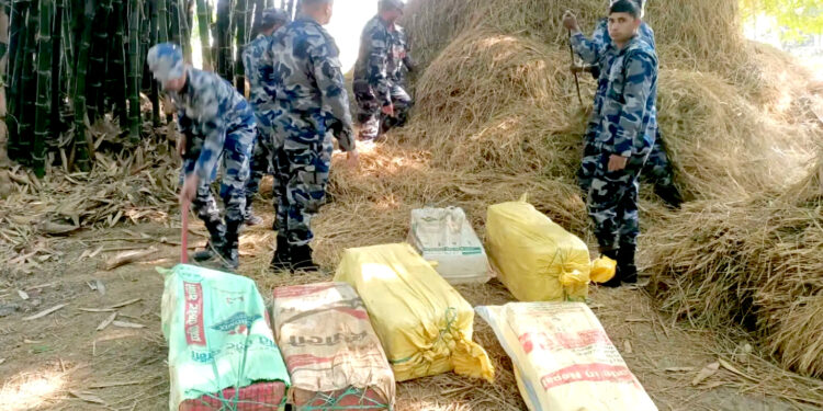 बटसौरामा सशस्त्र प्रहरीको विशेष अपरेशन: २ क्विन्टलभन्दा बढी गाँजा फेला
