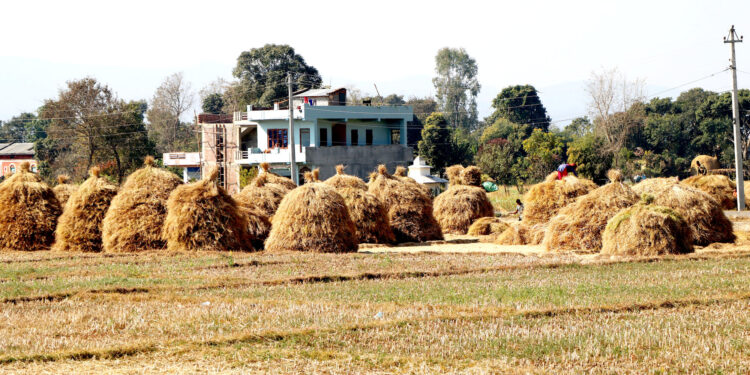 तोरीको कुन्यु