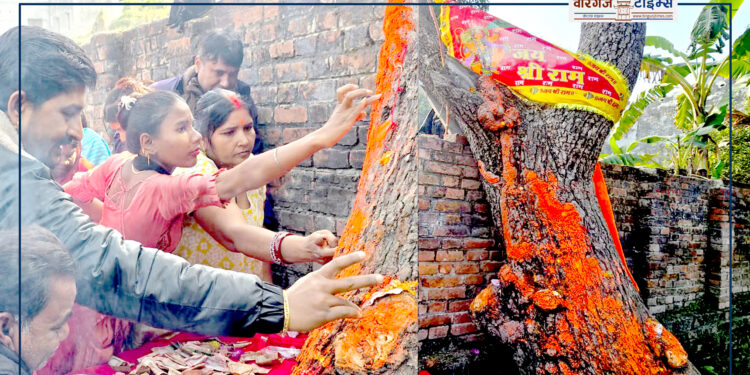 आँपको रुखमा भगवान हनुमानको आकृत्ति देखियो, पुजा गर्न श्रद्धालुहरूको भीड