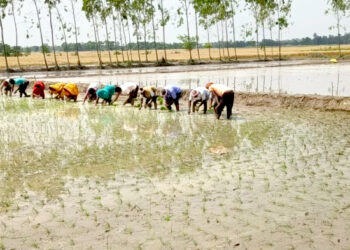 पर्सामा चैते धान रोपाइँ सुरु, हर्दिनाथ–१ प्रति किसानको आकर्षण बढ्दो