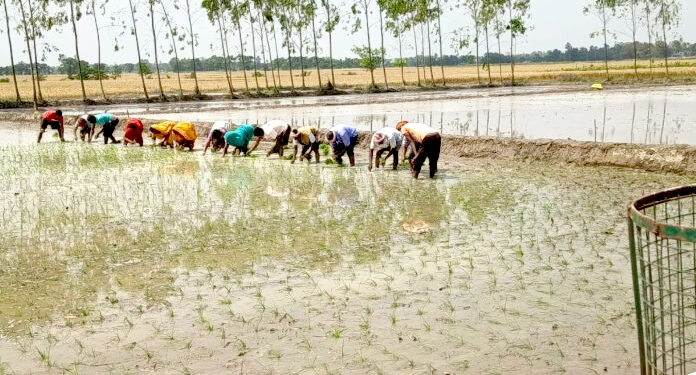 पर्सामा चैते धान रोपाइँ सुरु, हर्दिनाथ–१ प्रति किसानको आकर्षण बढ्दो
