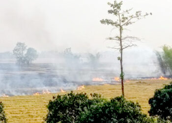खेतमै आगो, बस्ती खतरा : किसानको अभ्यासले बढायो आगलागी जोखिम