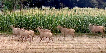नीलगाईले अन्नबाली खाएर हैरान गरेपछि सर्लाहीका किसान चिन्तित