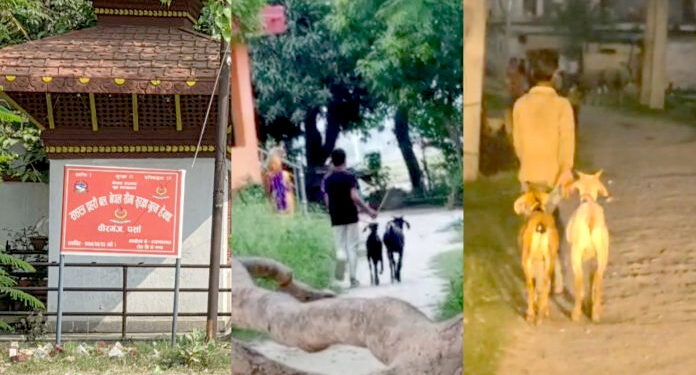 इनर्वा नाकाबाट खसी-बोका तस्करी भइरहेको आरोप