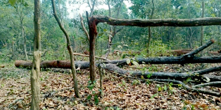 वन कार्यालयकै आदेशमा सालका रुख ढालिँदैः जितपुर-सिमरा क्षेत्रमा वन विनाशको भयावह खेल