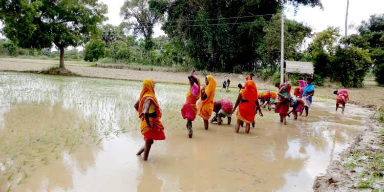 राष्ट्रिय धान दिवसमै पर्सा-बाराका किसान निराश, बेर्ना तयार नहुँदा रोपाइँ ठप्प