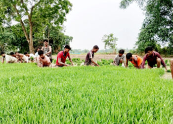धान दिवस तामझामका साथ मनाइयो तर रौतहटका अधिकांश खेत बाँझै, रोपाइँ १० प्रतिशतमा सीमित