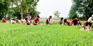 धान दिवस तामझामका साथ मनाइयो तर रौतहटका अधिकांश खेत बाँझै, रोपाइँ १० प्रतिशतमा सीमित
