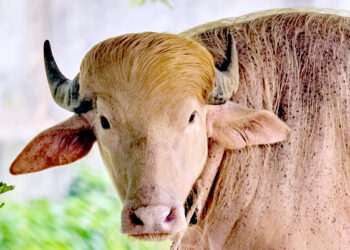 बङ्गलादेशको चिडियाखानामा ‘ट्रम्प’ भैँसी