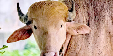 बङ्गलादेशको चिडियाखानामा ‘ट्रम्प’ भैँसी