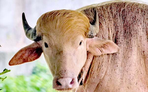 बङ्गलादेशको चिडियाखानामा ‘ट्रम्प’ भैँसी