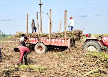 उखु किसानलाई भुक्तानी प्रक्रिया सुरु
