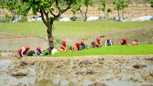 पर्याप्त मनसुनी वर्षा नहुँदा धान रोपाइँ प्रभावित