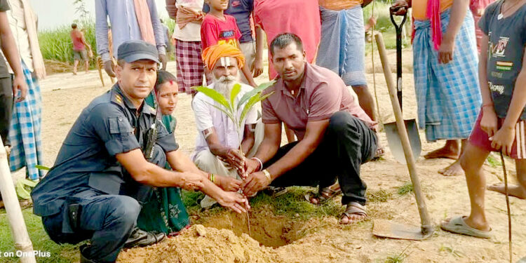 ३ बिघा ऐलानी जग्गामा वृक्षरोपणः वडाध्यक्षको व्यक्तिगत लगानीमा २१० बिरुवा रोपियो