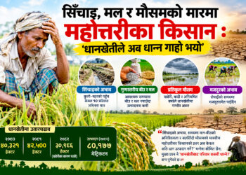 सिँचाइ, मल र मौसमको मारमा महोत्तरीका किसानः धानखेतीले अब किसानको खर्च नै धान्नै मुस्किल